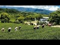 佳芳觀光茶園休閒農場 - 台東卑南 Jiafang Sightseeing Tea Garden Leisure Farm - Beinan Taitung (Taiwan)