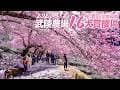 2026武陵農場櫻花季-紅粉佳人大滿開+櫻飄雪🌸16大賞櫻區及秘境區2/25花況#sakura｜4K HDR｜TAIWAN Cherry Blossom Festival - Wuling Farm