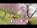 2026 - 3  台東  太麻里  青山農場🌸賞櫻