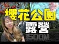 高雄人私藏的賞櫻花露營地，在海拔1500公尺的櫻花公園露營，集頂山咖啡莊園晚上美到不想天亮 #毆豆桑旅誌 #露營 #camping