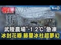 武陵農場「-1.2℃」急凍 冰封花瓣.藤蔓冰柱超夢幻｜TVBS新聞 @TVBSNEWS01