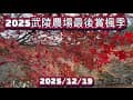 2025武陵農場最後楓葉季2025/12/19