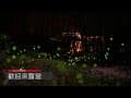 【里山生態農場】園區竹林螢火蟲縮時攝影