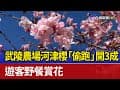 武陵農場河津櫻「偷跑」開3成 遊客野餐賞花