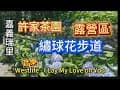 Westlife - I Lay My Love on You/嘉義瑞里許家茶園露營區/繡球花步道￼2025.06.15