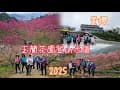 2025 0216玉蘭茶園登山步道（爬山去賞櫻）