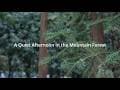 走进山林深处：一个安静的下午 ｜ A Quiet Afternoon in the Mountain Forest | Cinematic ASMR Walk