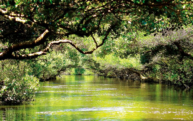 一篇看完台南安平四草綠色隧道交通資訊及旅遊全攻略！